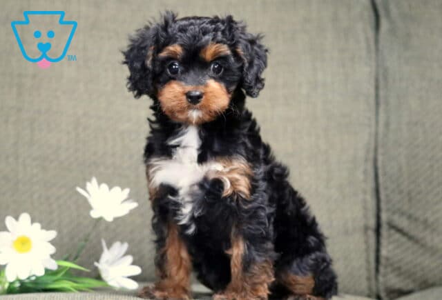 Lovey Cavapoo image