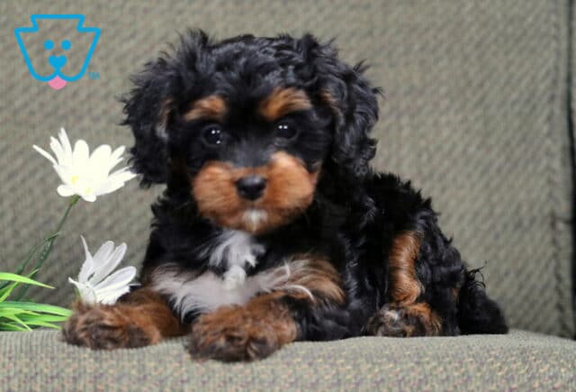 Lovey Cavapoo2 image
