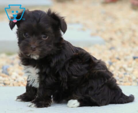 Black Yorkiepoo puppy with a curly coat and white chest sitting on a stone patio, small Yorkie-Poodle mix with floppy ears and an adorable expression.