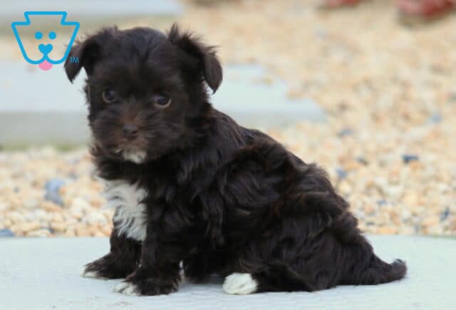 Lovey Yorkiepoo image