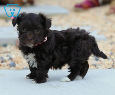 Lovey Yorkiepoo2