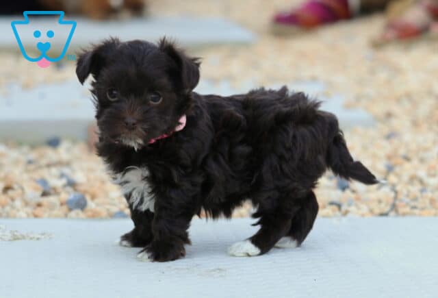 Lovey Yorkiepoo2 image
