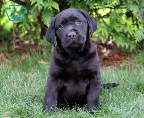 Lucky Black Lab