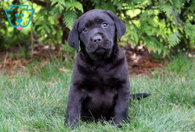 Black Labrador Retriever puppy sitting in green grass with floppy ears and a curious head tilt, photographed outdoors with leafy greenery in the background image