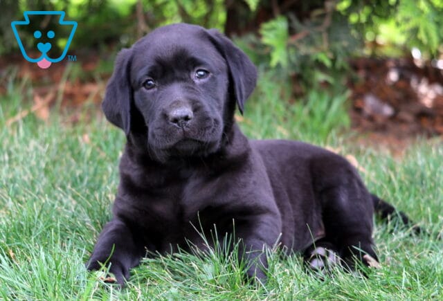 Black Labrador Retriever puppy lying in green grass with floppy ears and a sweet, curious expression, photographed outdoors with soft natural greenery in the background image