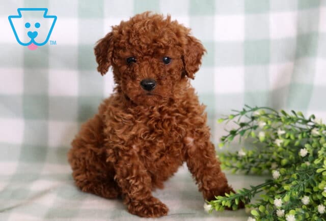 Lucky Mini Poodle image
