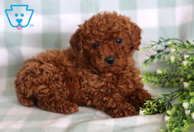 Lucky Mini Poodle2 image