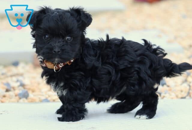 Lucky Yorkiepoo image