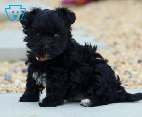 Lucky Yorkiepoo2