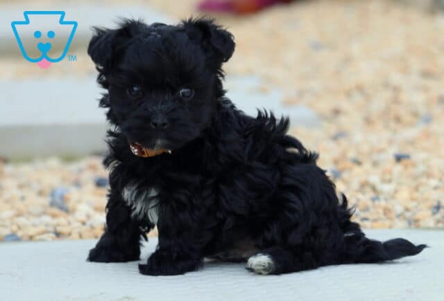 Lucky Yorkiepoo2 image
