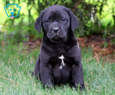 Luka Black Lab