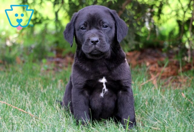 Luka Black Lab image