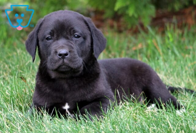 Luka Black Lab2 image