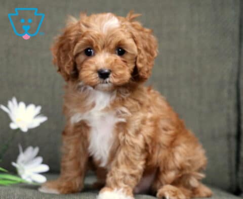 Luka Cavapoo