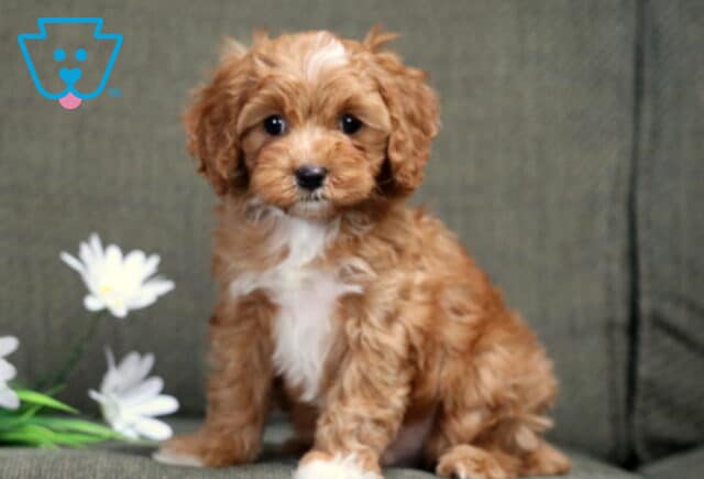 Luka Cavapoo image