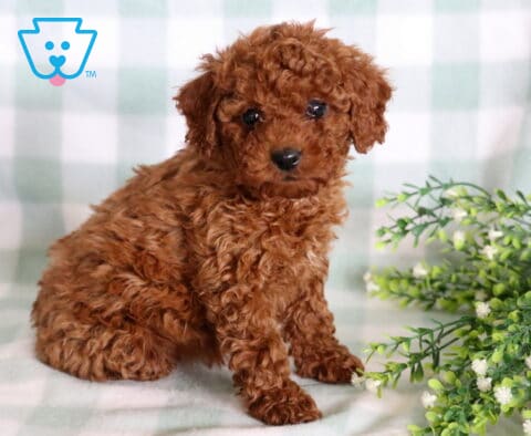 Luna Mini Poodle