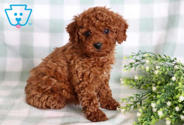 Luna Mini Poodle image