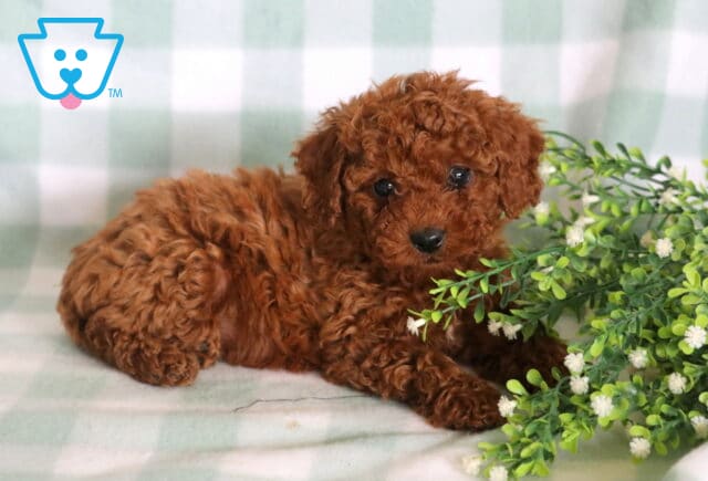 Luna Mini Poodle2 image