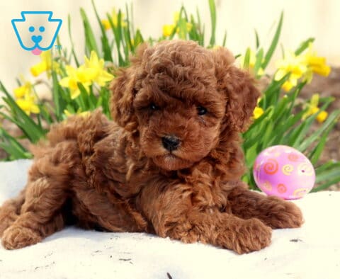 Macey Toy Poodle