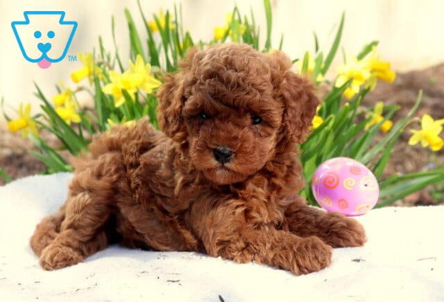 Macey Toy Poodle image