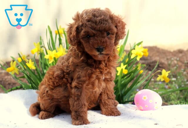 Macey Toy Poodle2 image