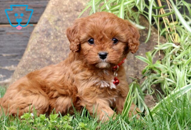 Maddison Cavapoo image