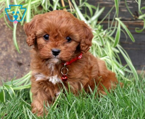 Maddison Cavapoo2
