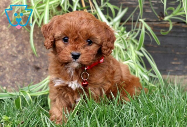 Maddison Cavapoo2 image