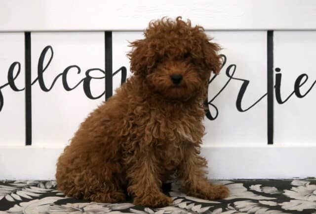 Maggie Mini Poodle image