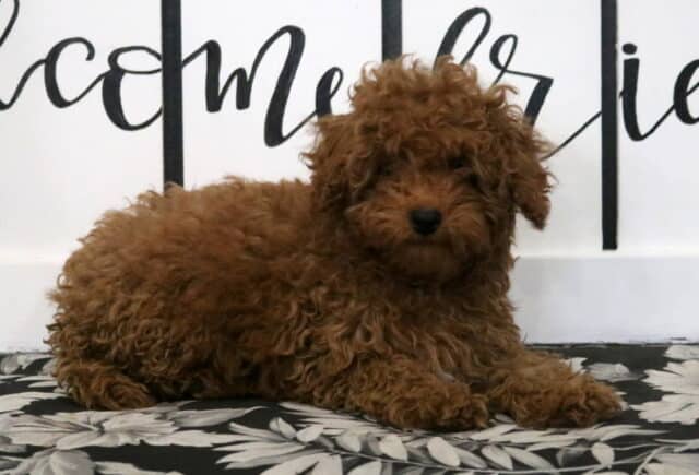 Maggie Mini Poodle2 image