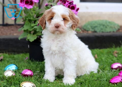 Major Mini Goldendoodle