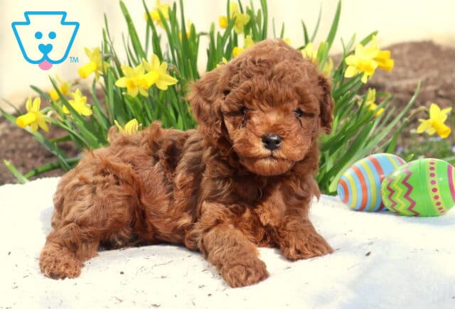 Marcus Toy Poodle image