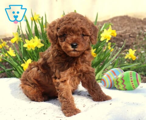 Marcus Toy Poodle2