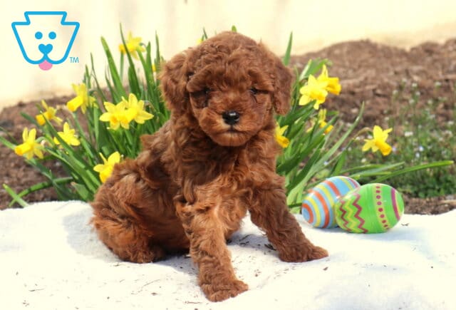 Marcus Toy Poodle2 image