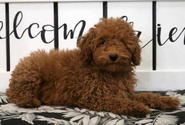 Martin Mini Poodle2 image