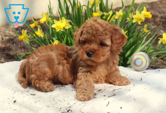 Marty Toy Poodle image