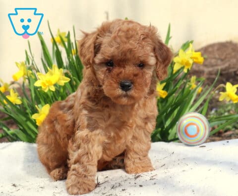 Marty Toy Poodle2