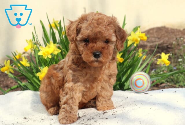 Marty Toy Poodle2 image