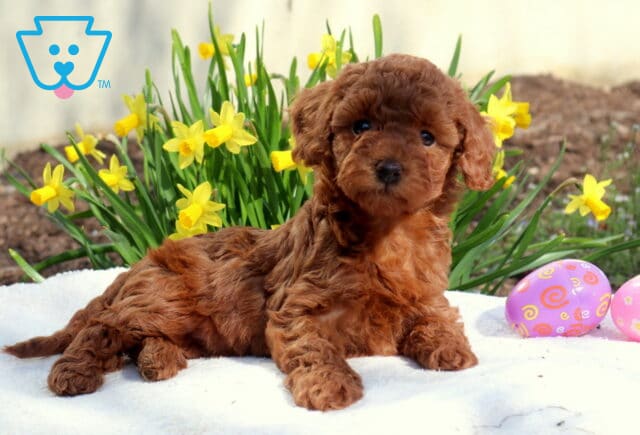 Mary Toy Poodle image