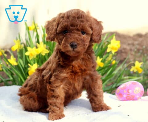 Mary Toy Poodle2