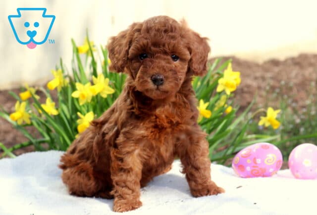 Mary Toy Poodle2 image