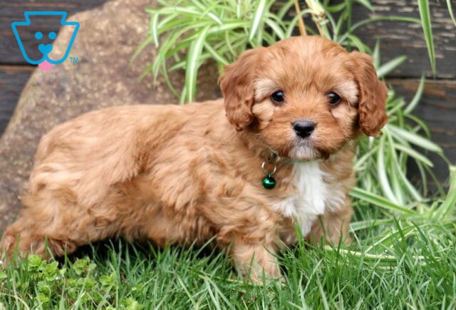 Mason Cavapoo image