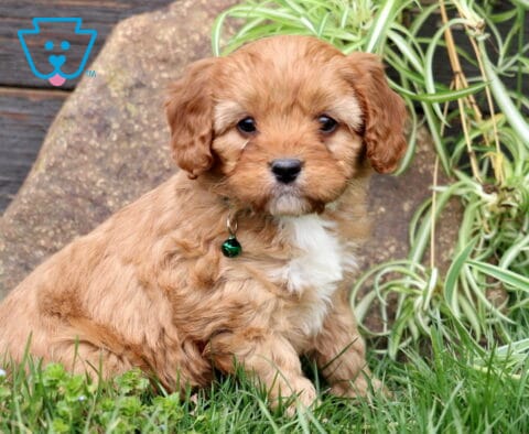 Mason Cavapoo2