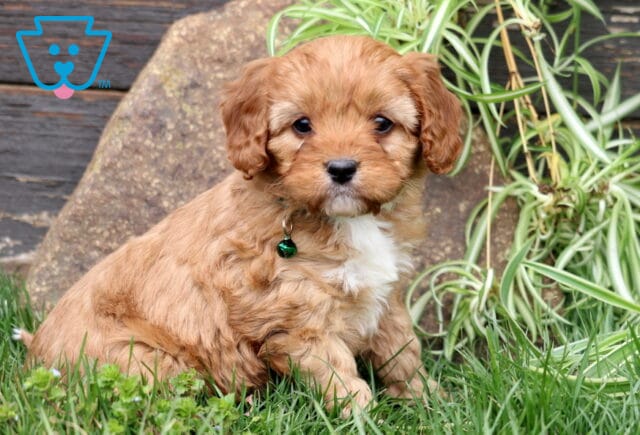 Mason Cavapoo2 image