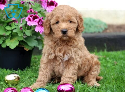 Mason Mini Goldendoodle