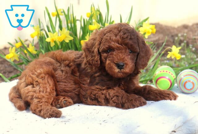 Massey Toy Poodle image