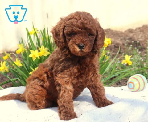 Massey Toy Poodle2