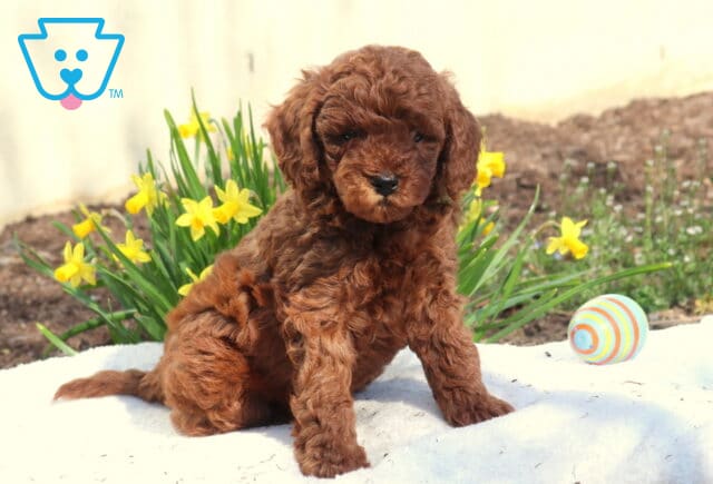 Massey Toy Poodle2 image