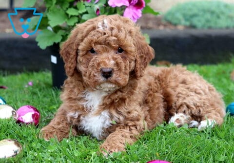 Max Mini Goldendoodle2