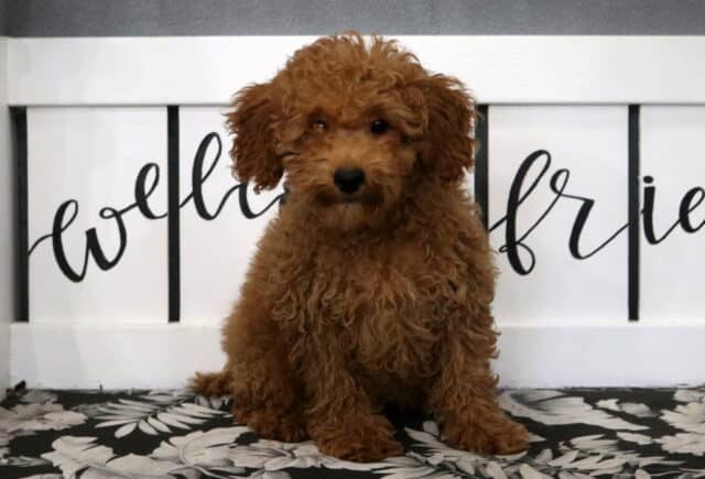 Max Mini Poodle image